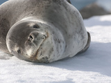 Leopard Seal Resting on Ice (Hydrurga Leptonyx) Photographic Print by Louise Murray