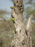 Fischer's Lovebird (Agapornis Fischeri), Seregenti National Park, Tanzania Photographic Print by Mary Ann McDonald