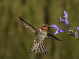 Anna's Hummingbird Male (Calypte Anna) Feeding at a Sage Flower (Salviguaranitica) Fotografisk tryk af Charles Melton