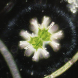 Staurastrum Desmid, Green Algae, Chlorophyta, LM Photographic Print by Peter Siver