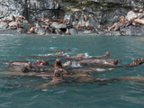 A Herd of Steller Sea Lions (Eumetopias Jubatus) at a Rookery Area, Prince William Sound, Alaska Photographie par Marty Snyderman