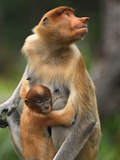 Proboscis Monkey Female with its Baby (Nasalis Larvatus), Sabah, Borneo, Malaysia Photographic Print by Thomas Marent