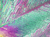 Recorcinol Crystals, Polarized LM Photographic Print by George Musil