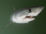 Porbeagle Shark (Lamna Nasus), Bay of Fundy, New Brunswick, Canada, Atlantic Ocean Photographic Print by Andy Murch