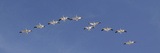 Snow Geese Flock Flying in a V Formation, Bosque Del Apache National Wildlife Refuge, New Mexico Photographic Print by Arthur Morris