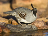 Gambel's Quail Drinking at a Desert Waterhole (Callipepla Gambelii), Southwestern USA Photographic Print by Joe McDonald