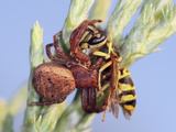 Crab Spider Eating a Yellow Jacket Photographic Print by Mark Plonsky