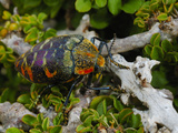 Colorful Beetle (Julodis Clouei) Endemic to Socotra, Yemen Photographic Print by Fabio Pupin