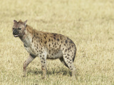 Spotted Hyena (Crocuta Crocuta) Masai Mara Game Reserve Photographie par Joe McDonald
