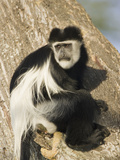 Black and White Colobus Monkey (Colobus Guereza) Perched in a Tree, Masai Mara, Kenya Photographic Print by Joe McDonald