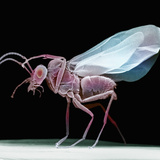 Lateral View of a Wasp, SEM Photographic Print by David Phillips