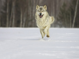 Gray Wolf (Canis Lupus) Running in the Snow, Northern Minnesota, USA Photographic Print by Jack Milchanowski