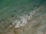 Atlantic Guitarfish (Rhinobatos Lentiginosus), Panama City, Florida, USA, Gulf of Mexico Photographic Print by Andy Murch