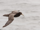 Southern Giant Petrel in Flight (Macronectes Giganteus), Falkland Islands Photographie par Mary Ann McDonald