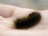Arctic Woollybear Caterpillar (Gynaephora Groenlandica) Lives to Be 14 Years Old as a Caterpillar Photographic Print by Louise Murray