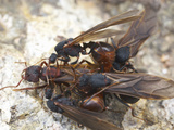 Queen Desert Leafcutter Ant Falls Surrounded by Multiple Males Attempting to Mate with Her Photographic Print by Alex Wild