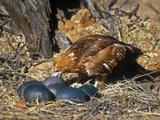 Black-Breasted Buzzard (Hamirostra Melanosternon) Drinking from Emu Egg Photographie par Dave Watts