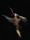 Firefly Flying, Showing the Elytra Lifted Off the Flight Wings Photographic Print by Terry Priest