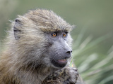 Olive Baboon Eating Grass (Papio Anubis), Kenya Photographic Print by Arthur Morris
