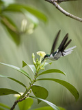 Purple-Crowned Fairy Female Hovering and Nectar Feeding at a Yellow Tubular Flower Photographie par Mary Ann McDonald