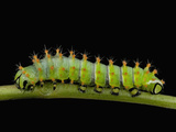 Caterpillar Instar 4 Stage of the (Rothschildia Lebeau) Photographie par Jeffrey Miller