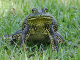 North American Bullfrog (Rana Catesbeiana), Reserva Natural Laguna De Sonso, Department Cauca Photographic Print by Thomas Marent