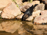 Brown-Headed Cowbird Drinking from a Waterhole (Molothrus Ater), Arizona, USA Photographic Print by Mary Ann McDonald