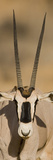 Oryx, Oryx Beisa, Samburu National Reserve, Kenya, Africa Photographic Print by Arthur Morris