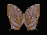 Adult Stage of the Butterfly (Memphis Proserpina) Photographic Print by Jeffrey Miller
