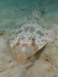Atlantic Guitarfish (Rhinobatos Lentiginosus), Panama City, Florida, USA, Gulf of Mexico Photographic Print by Andy Murch