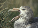 Giant Petrel Head Showing its Bill and Tongue, Macronectes Giganteus, Hercules Bay, South Georgia Photographic Print by Fritz Polking