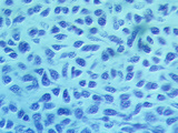 Late Striated Muscle Myoblasts or Undifferentiated Stem Cells in Fetal Development, LM X200 Photographic Print by Arthur Siegelman