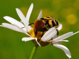 Bee Beetle (Trichus Fasciatus) on a Corn Camomile Flower (Anthemis Arvensis), Estonia Photographic Print by Heiti Paves