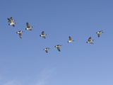 Flock of Canada Geese (Branta Canadensis), Montana, USA Photographic Print by Neal Mischler