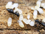White-Footed Ants (Technomyrmex Difficilis) Photographic Print by Alex Wild