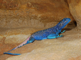 Anderson's Rock Agama Male (Acanthocercus Adramitanus), a Common Lizard in the Mountains of Yemen Photographic Print by Fabio Pupin