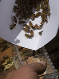 Honey Bee (Apis Mellifera) Supplier Collecting the Bees for Shipment Photographic Print by Louise Murray
