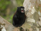 Saddleback Tamarin (Saguinus Fuscicollis), Pacaya-Samiria National Park, Peru Photographic Print by Thomas Marent