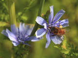 Honey Bee at Work, the Pollen Baskets on its Legs Full of Pollen Argentina Photographic Print by Eric Tourneret