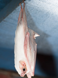 Honduran White Bat (Ectophylla Alba), Costa Rica, Central America Photographie par Joe McDonald