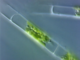 Ulothrix, an Unbranched Filamentous Green Algae Whose Cells Contain Single Parietal Chloroplastslm Photographic Print by Peter Siver
