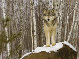 Gray Wolf (Canis Lupus) on Rocks, Northern Minnesota, USA Photographic Print by Jack Milchanowski