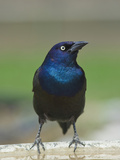 Common Grackle (Quiscalus Quiscula) Photographie par Robert Servranckx