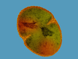 Staphylococcus Hominis Bacteria, TEM X45,000 Photographic Print by George Musil