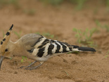 African Hoopoe Foraging for Food with its Long Bill, Upupa Epops, Kenya, Africa Photographie par Joe McDonald