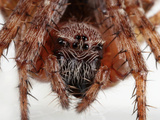 Barn Spider (Araneus Cavaticus) Facial Close Up Photographic Print by Mark Plonsky