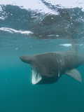 Basking Shark (Cetorhinus Maximus) with its Open Mouth Feeding on Plankton Photographic Print by Louise Murray