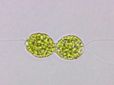 Green Algae Chlamydomonas Showing its Chloroplasts and Two Equal Flagella, LM Photographic Print by Peter Siver