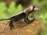 Leaf Lizard (Stenocercus), Allpahuayo Mishana National Reserve, Iquitos, Peru Photographic Print by Thomas Marent