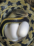 Taiwan Beauty Snake Female (Elaphe Taeniurus) with Eggs Photographic Print by Jim Merli